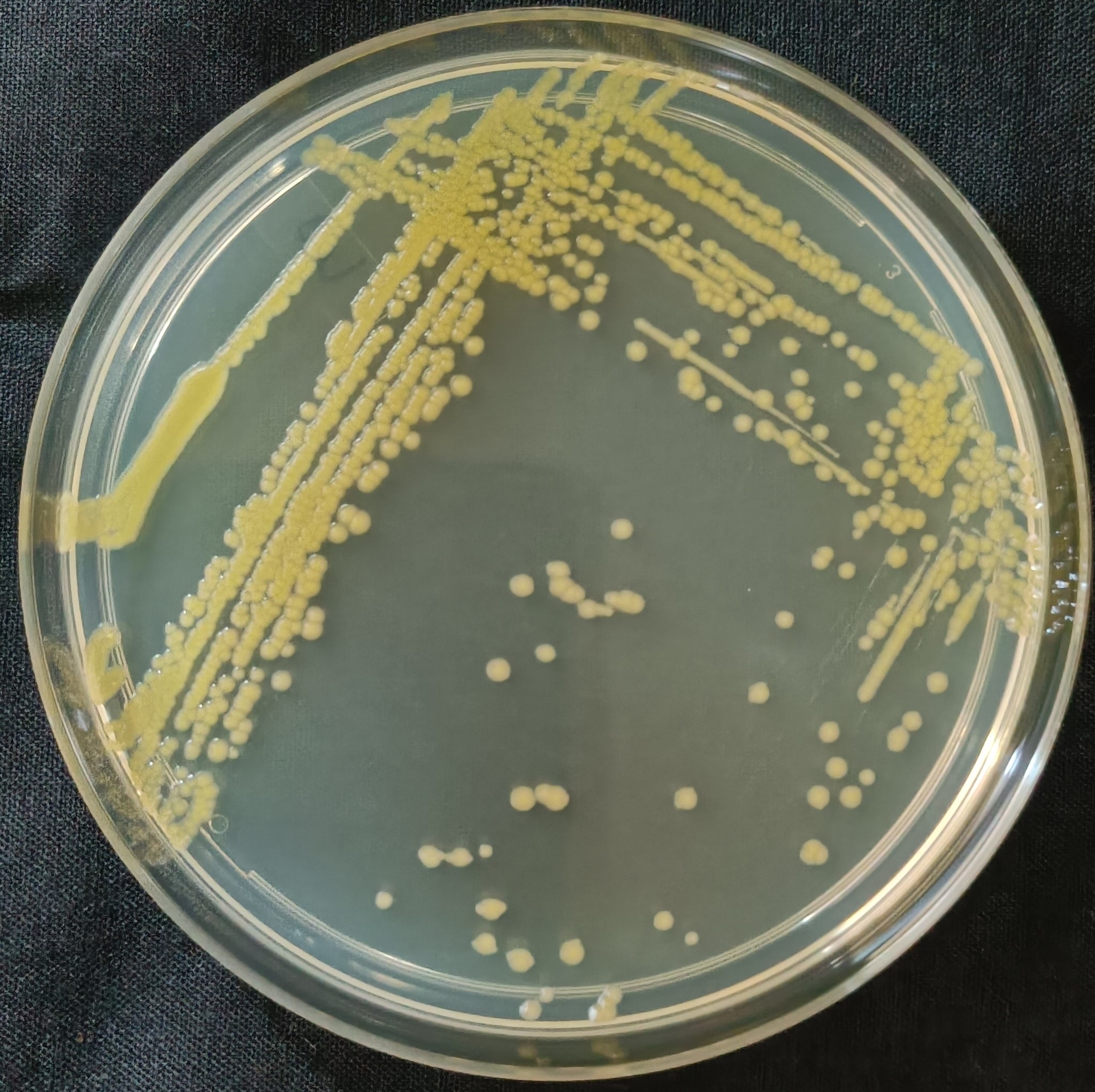 Bacteria