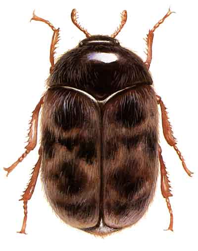 Insects